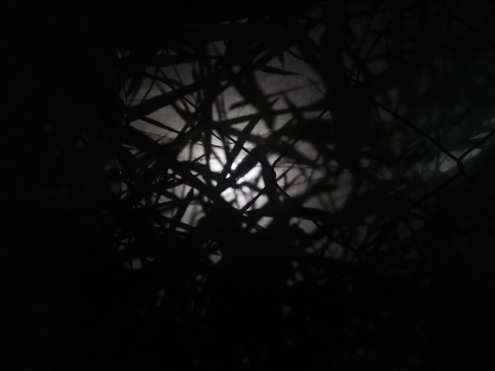 Black leaves of bamboo
