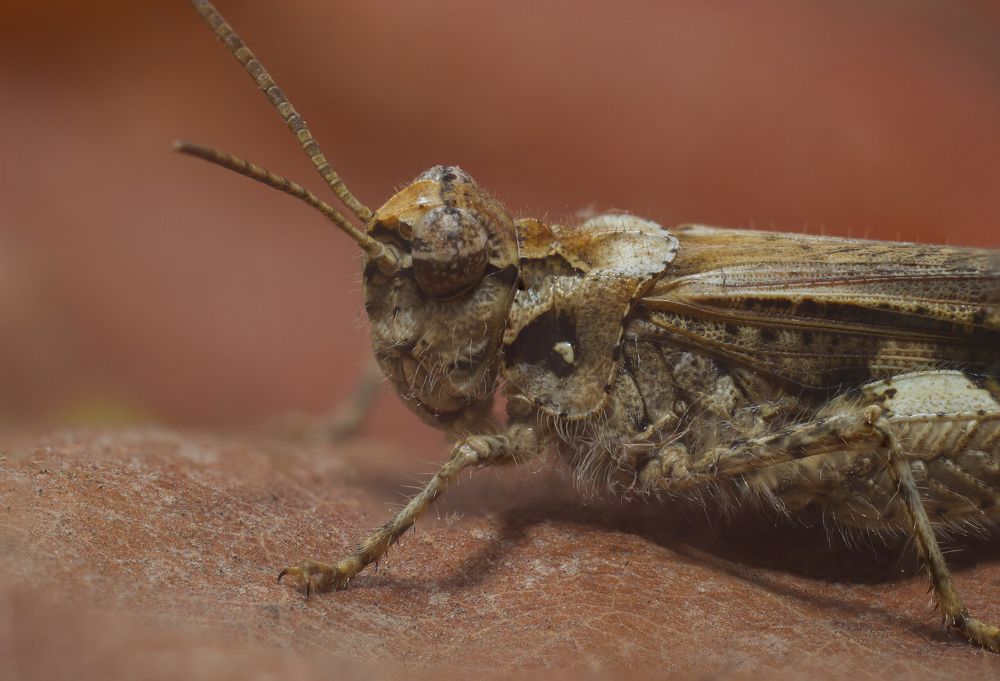 Acrotylus insubricus
