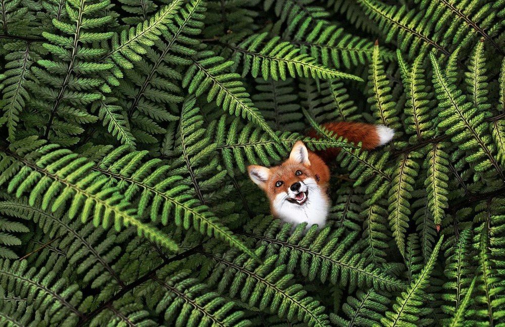 Лиса и папоротник