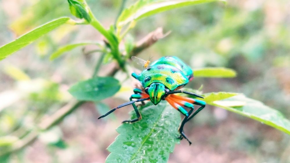 Bug on bug