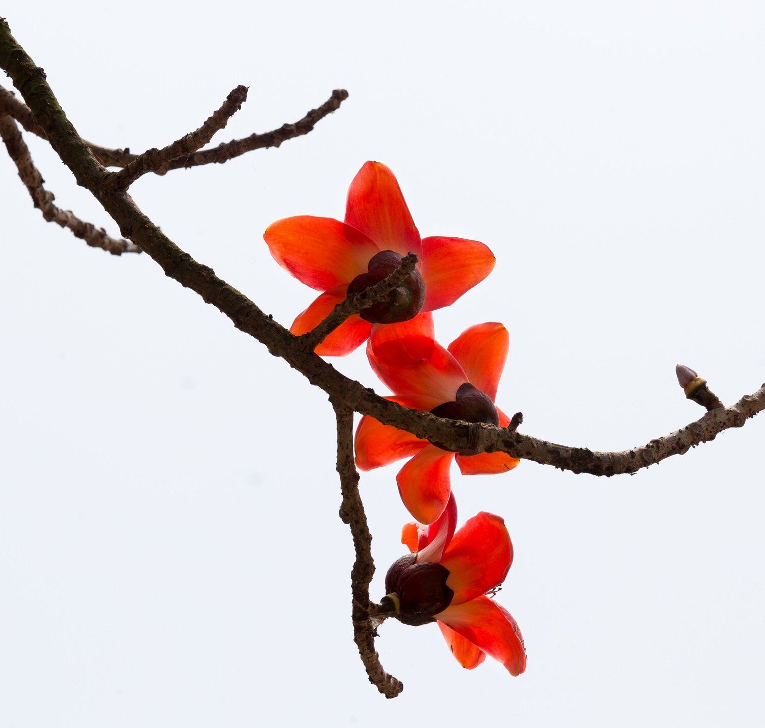 Red flowers.