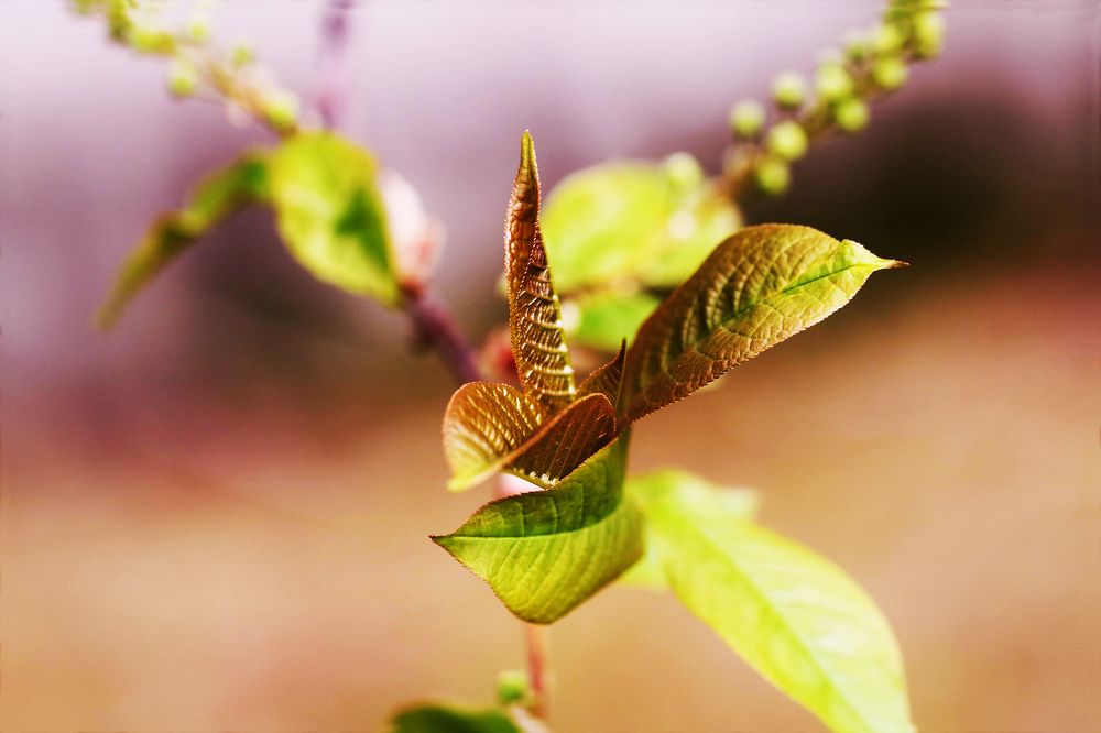 Весенняя нежность