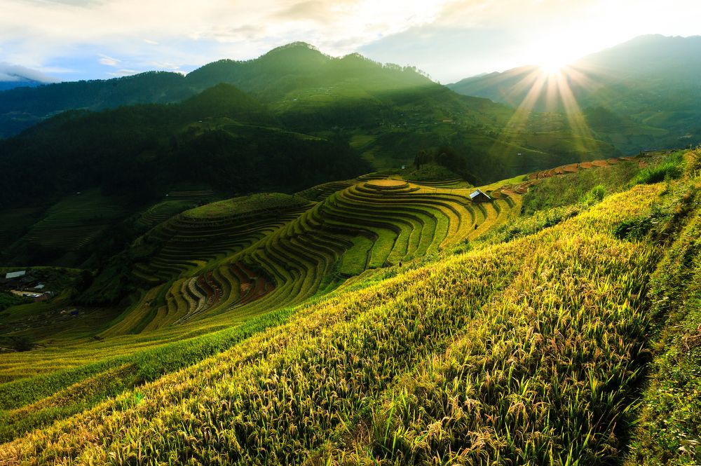 Rice terraced fields