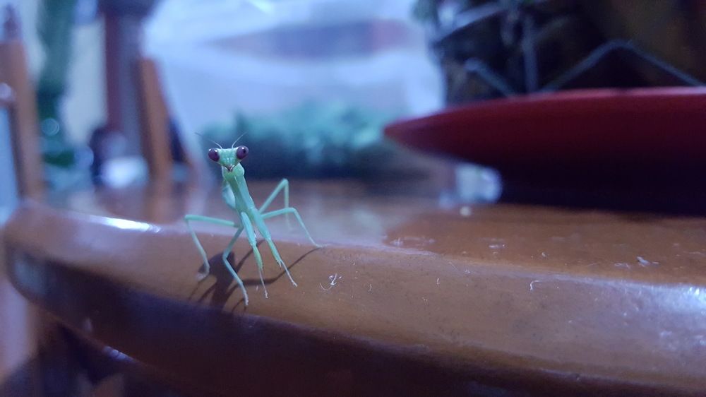 Clide, The Praying Mantis