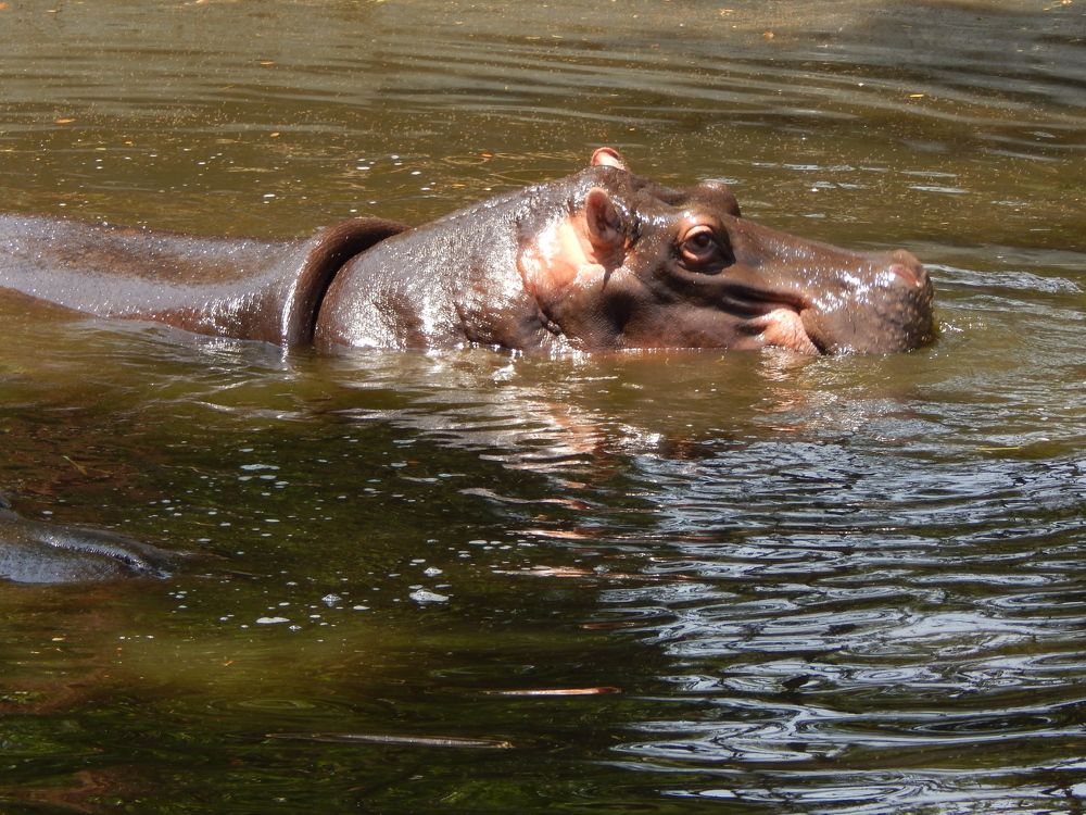 HIPPO