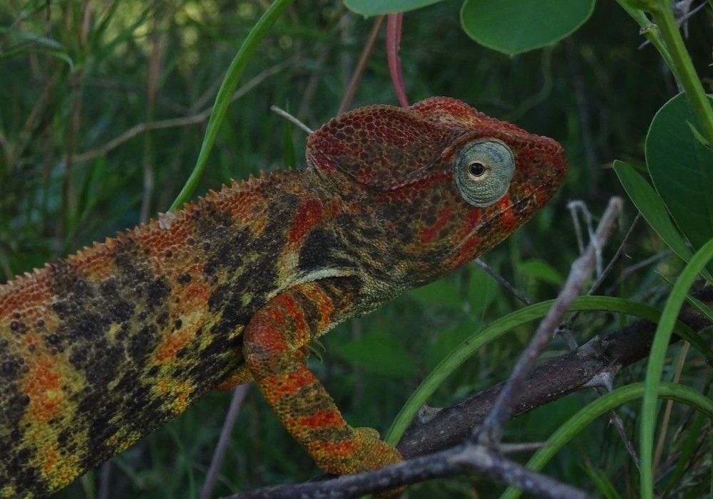 Le caméléon de feu