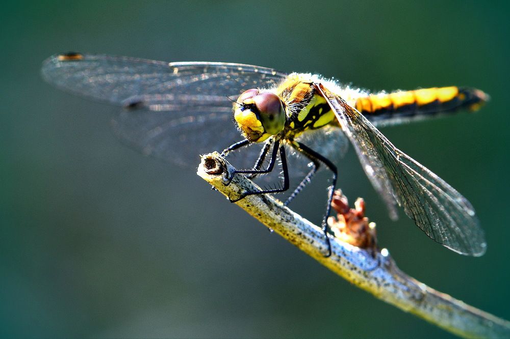 Любимая травинка.