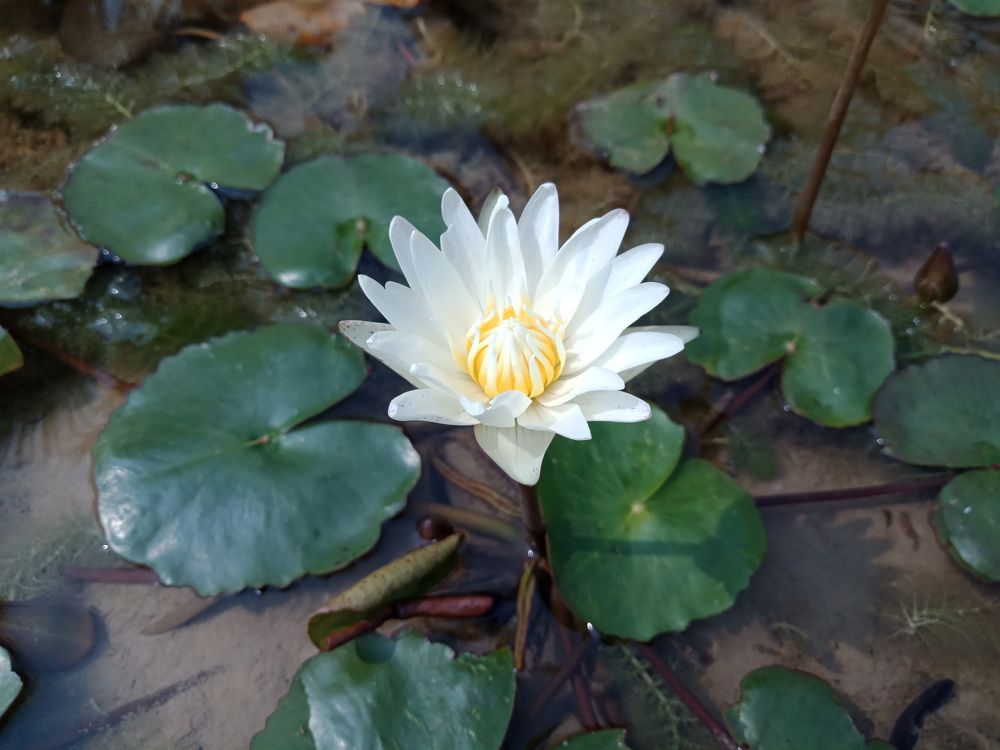 White Lotus