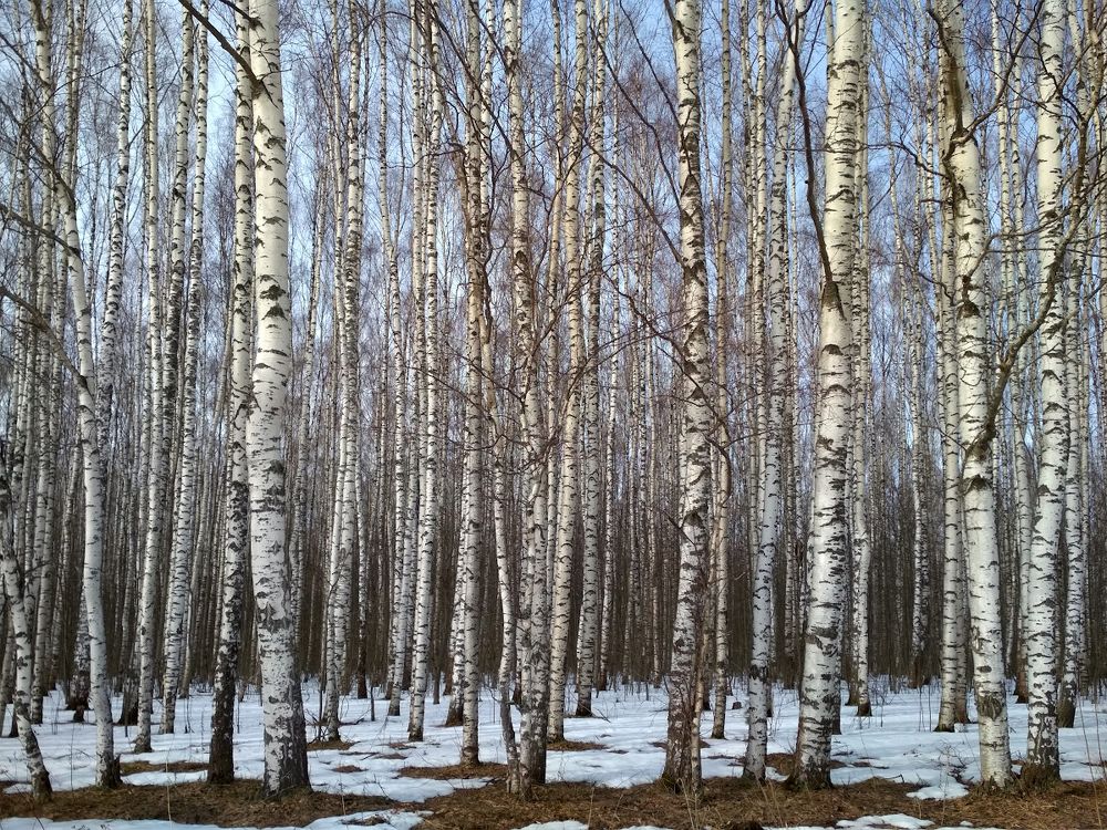 Ситец апрельских берез