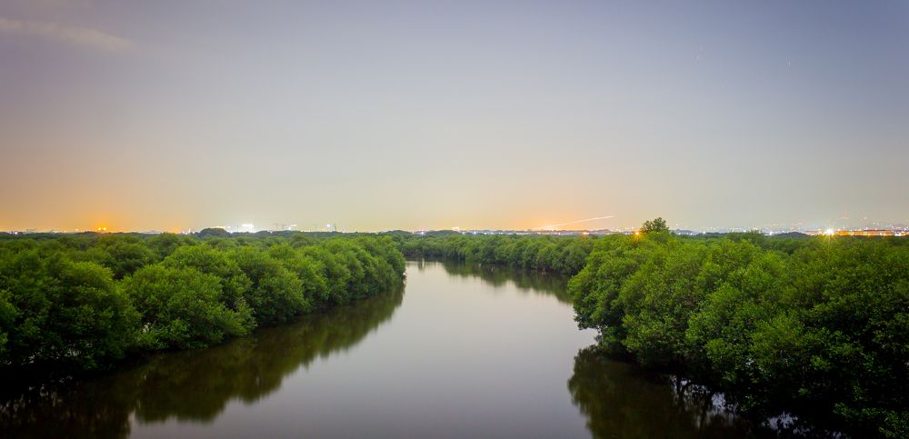 Balancing The Ecosystem