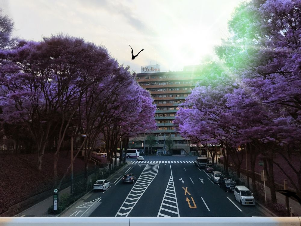 cherry blossom in tokyo