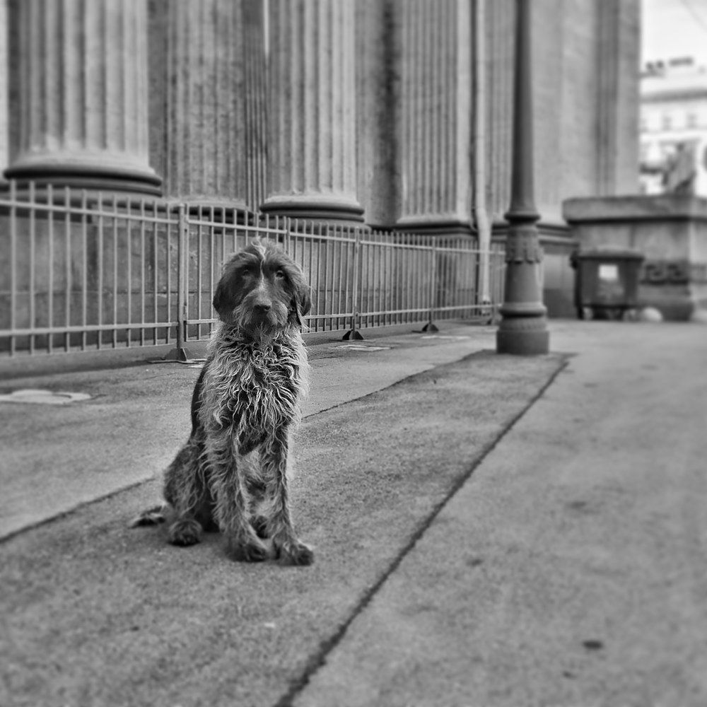 Собака — друг человека!