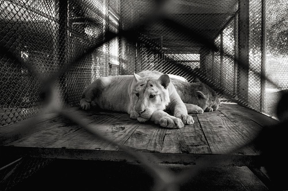 Photograph by Andrew  Kiry