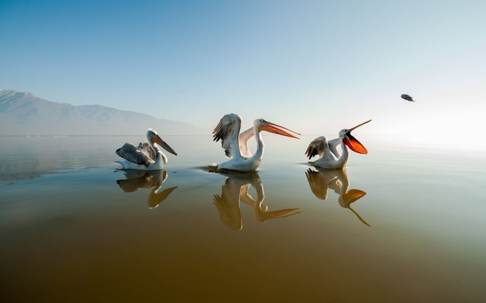 может быть, рыба?