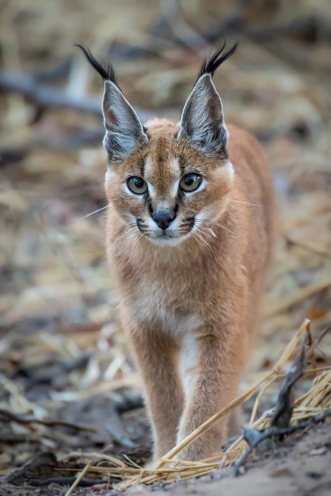 Aproaching Caracal