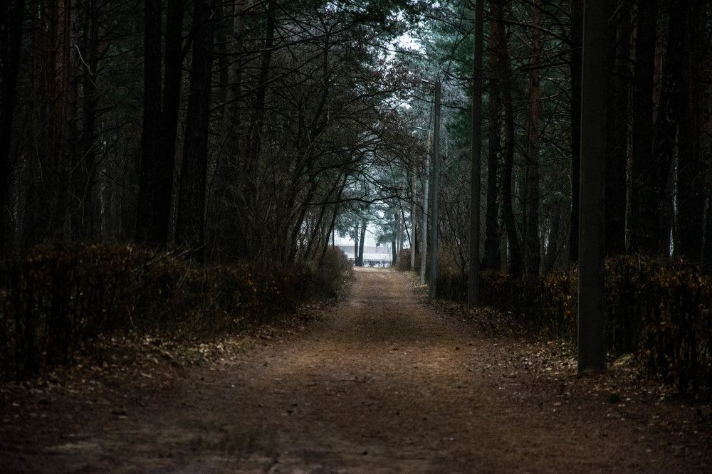 Лесная тропинка