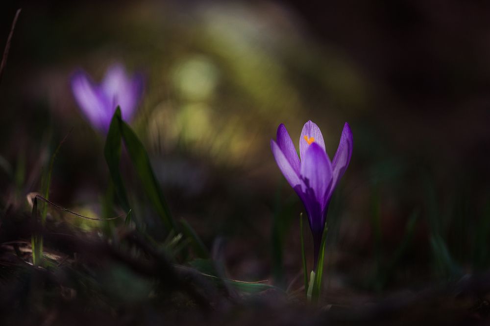 Photograph by Atanas Kulishev