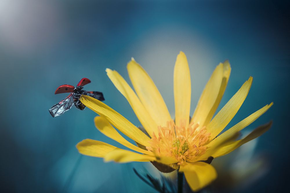 Photograph by Atanas Kulishev