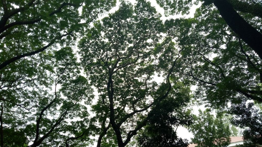 Canopy