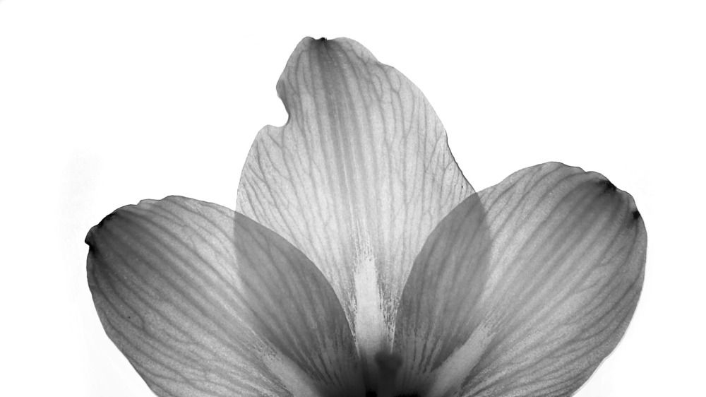 Nerves of the pestles