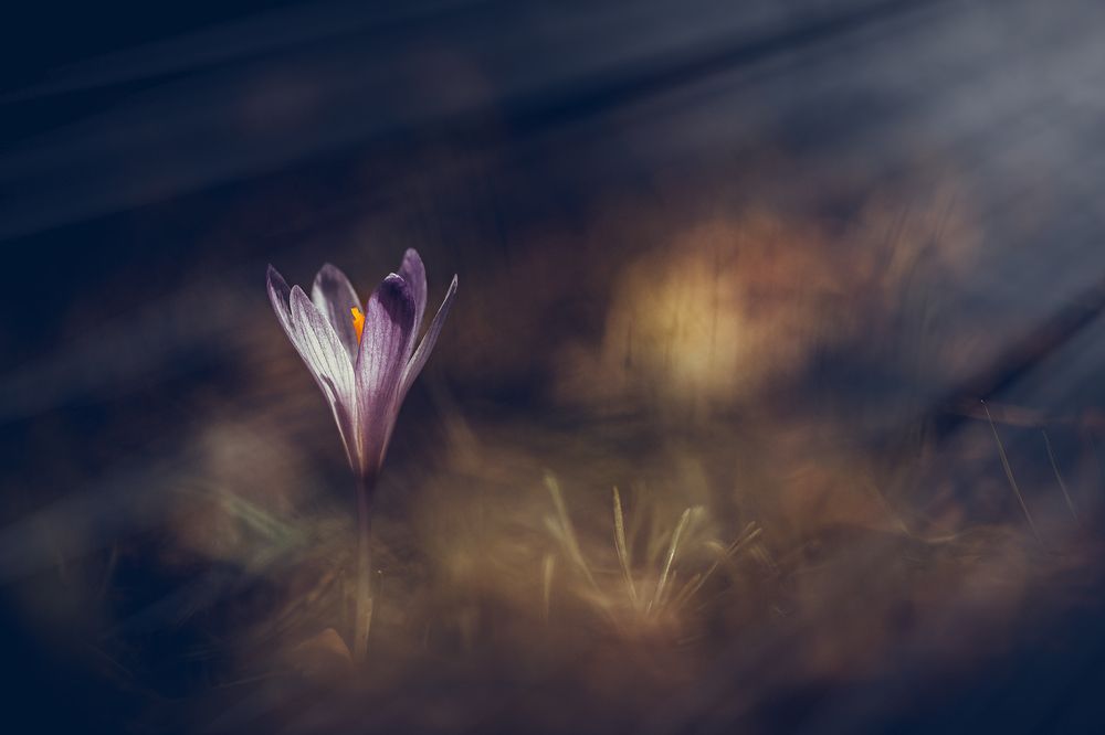 Photograph by Atanas Kulishev