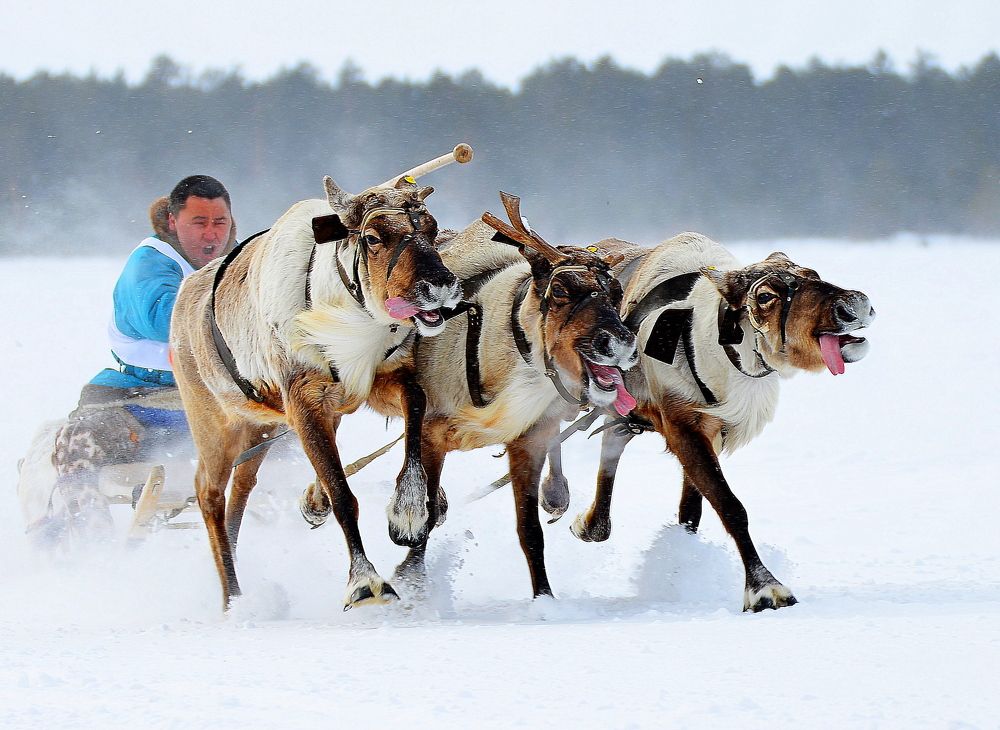 Оленьи гонки.День оленевода.
