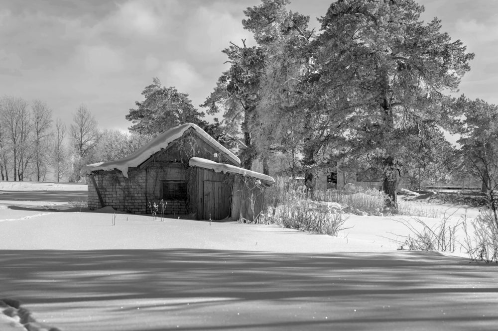 "Под тенью старых сосен"