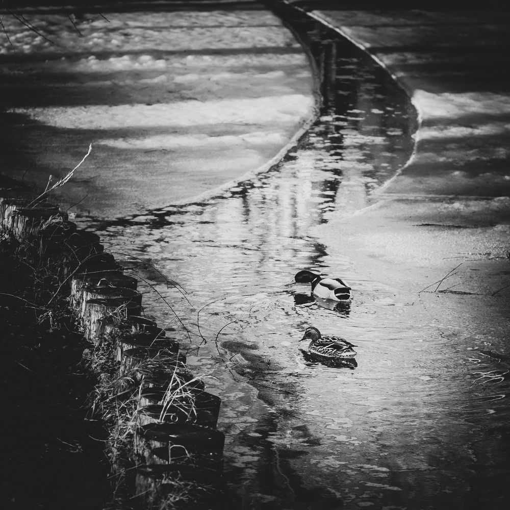 Путь к гнезду / Road to the Nest