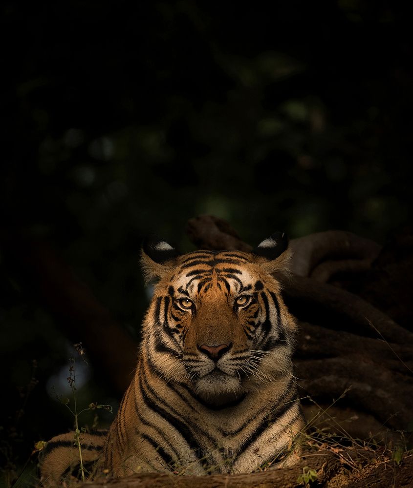 Rajbehra Male Tiger Bandhavgarh