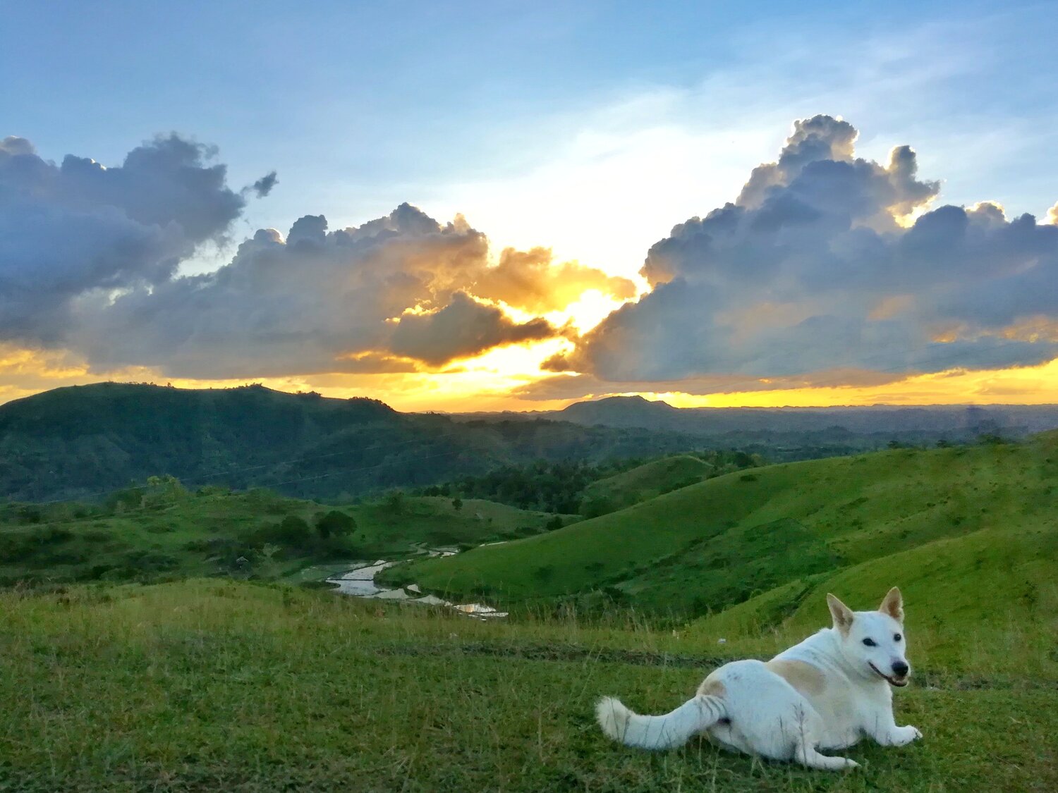 Sunset Dog