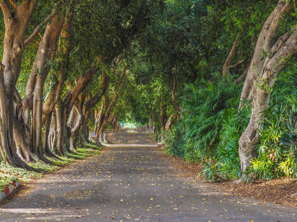 Загадочная тропа