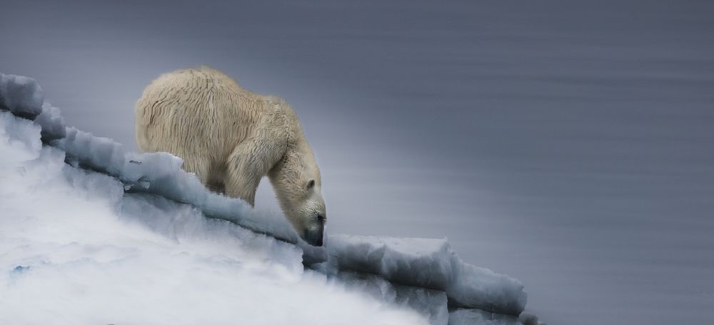Зеркало Арктики