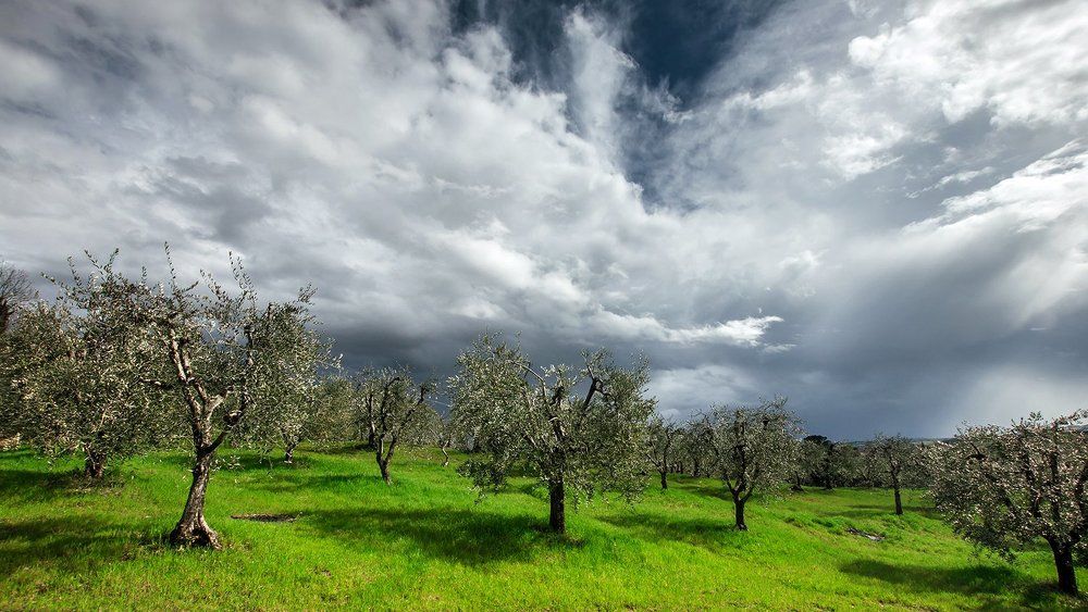 Tuscany, clouds over the olive trees