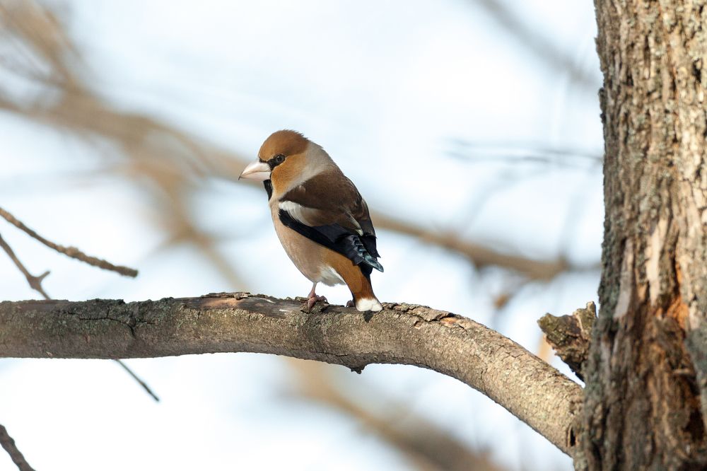 Мистер Дубонос, а чой-то Вы во фраке?