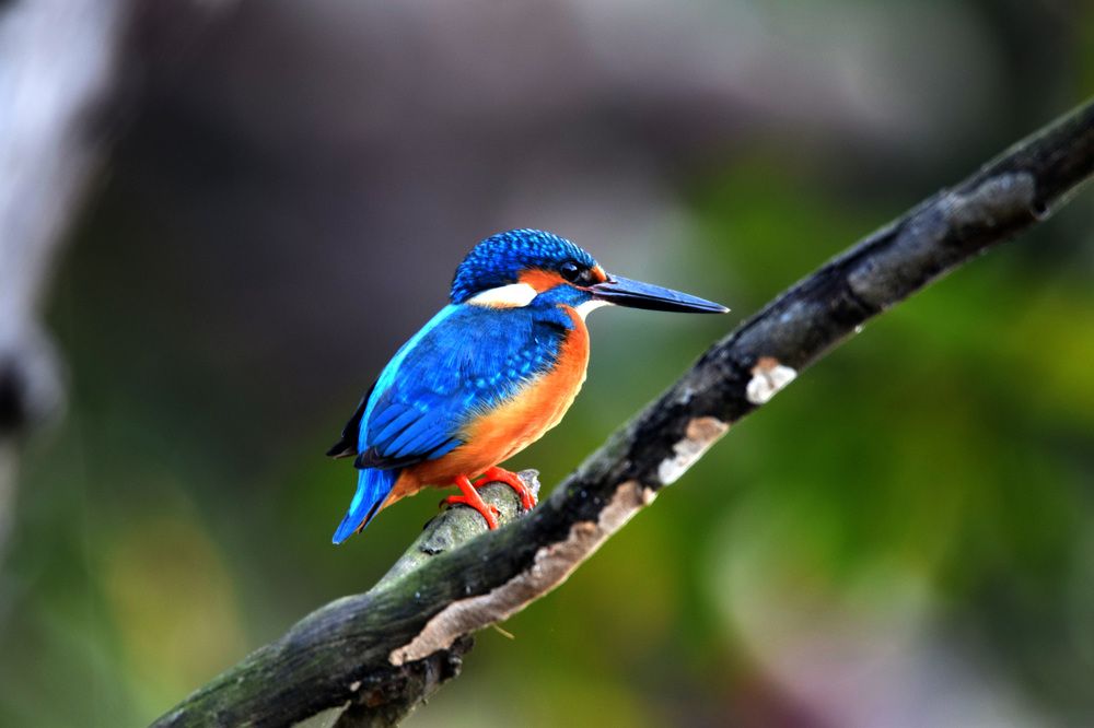 KingFisher