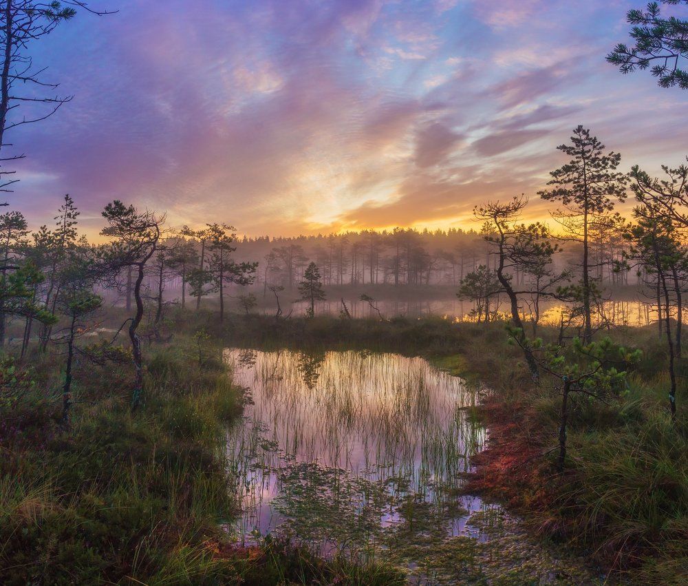 Болотный рассвет