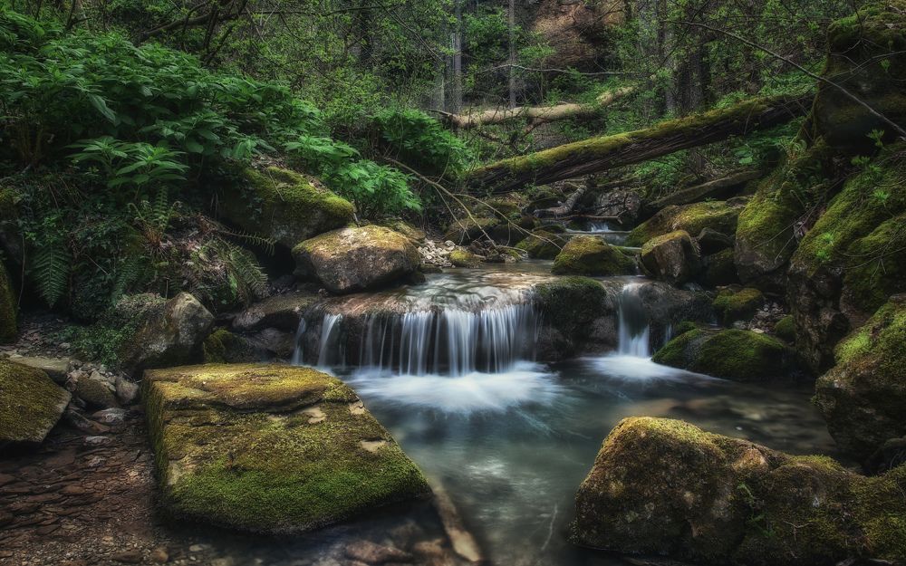 В зеленом царстве Берендея...