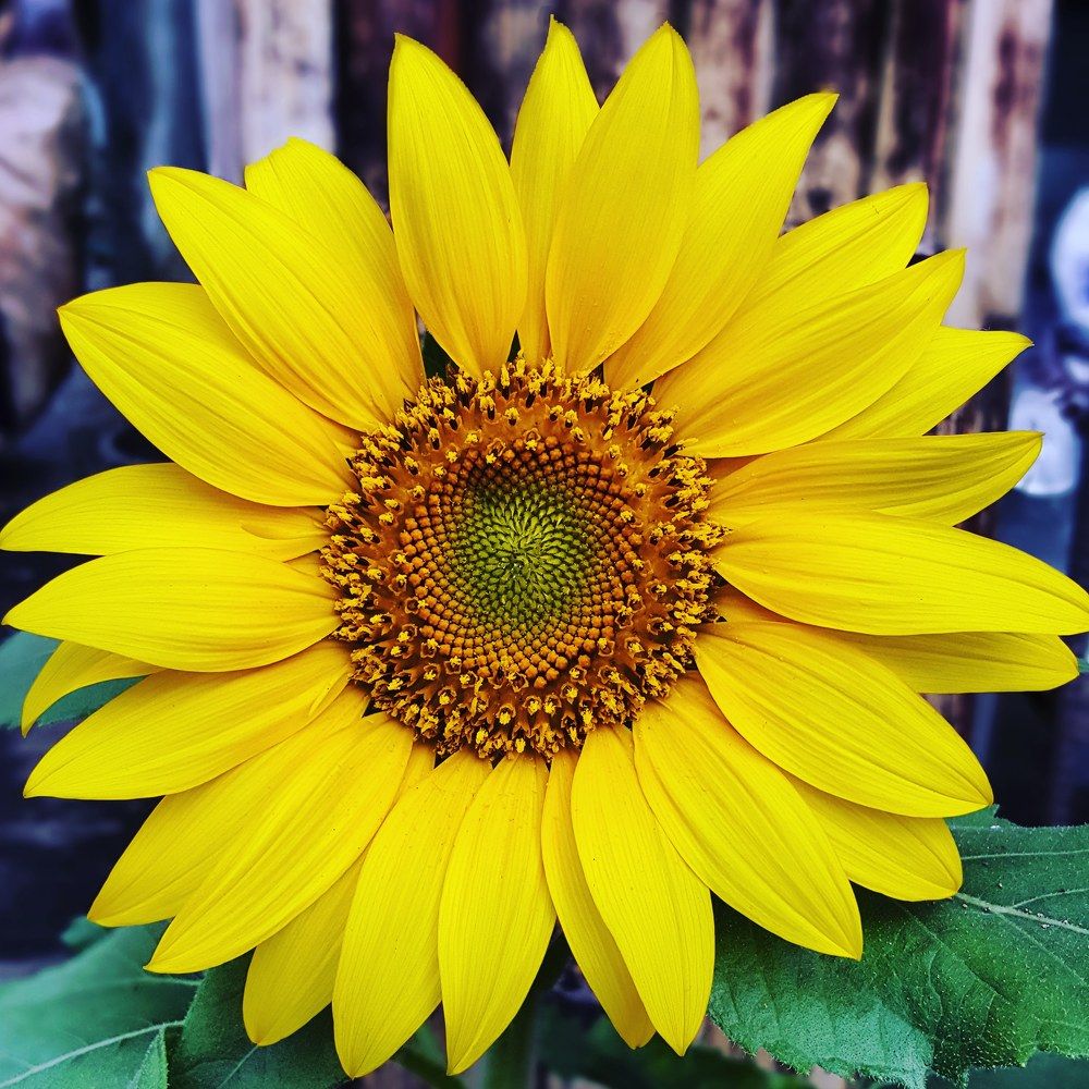 Sunflower