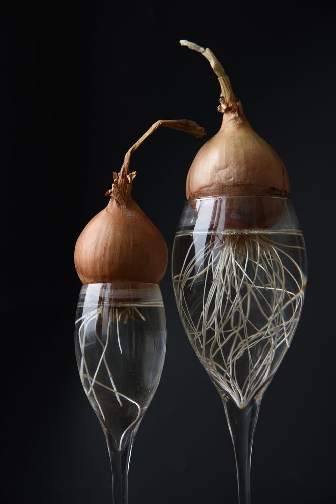 Рождение корней