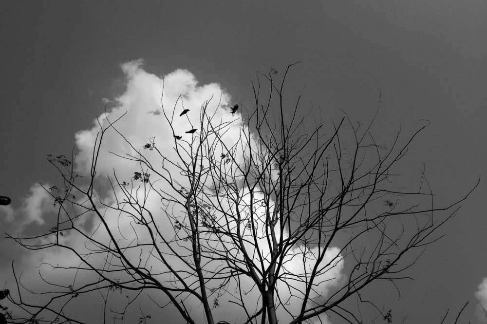 nest & clouds...