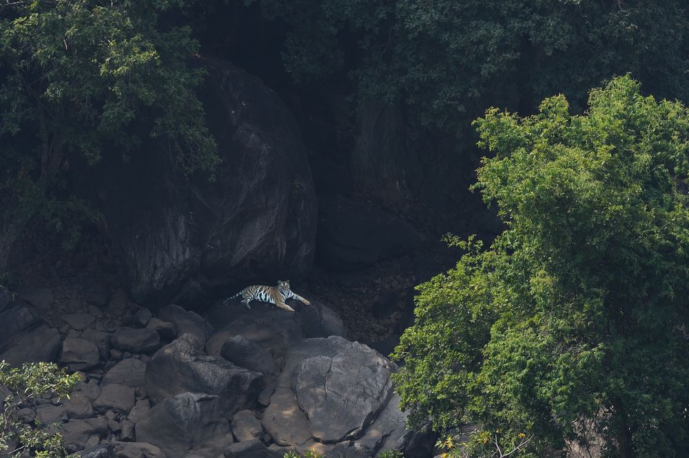 '' Tiger in Gorge  ''