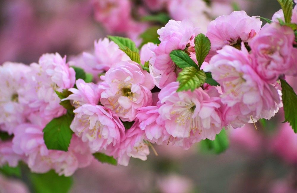 Цветение весны