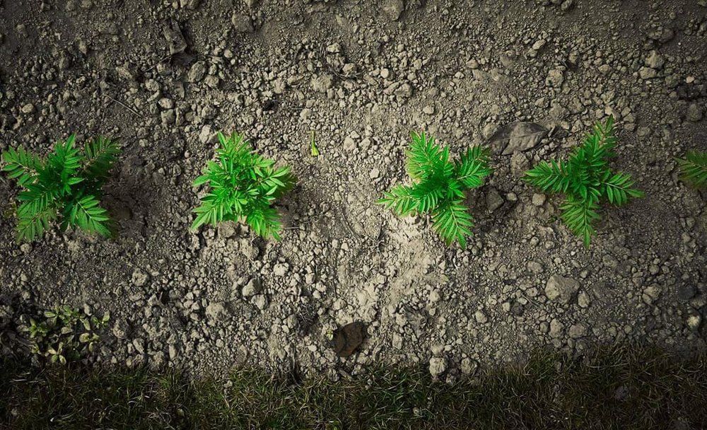 The Plants
