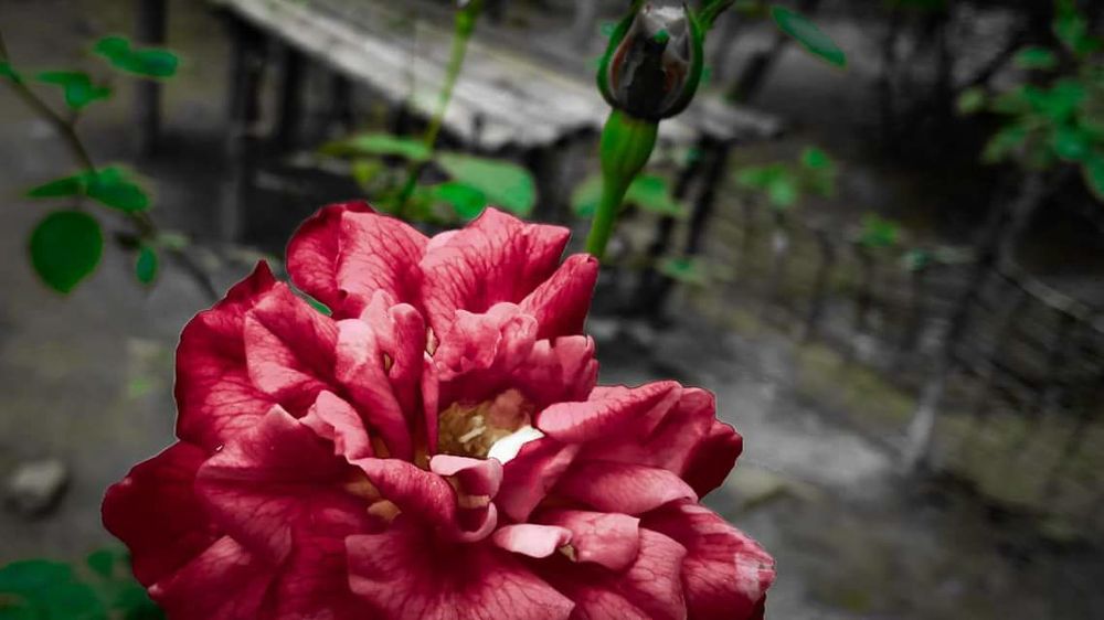 A Rose