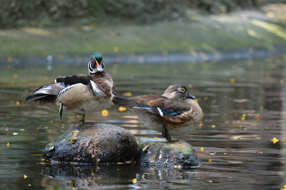 love is not only sharing but protecting your loved ones as well.