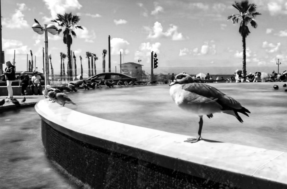 Photograph by Олег Стратиенко