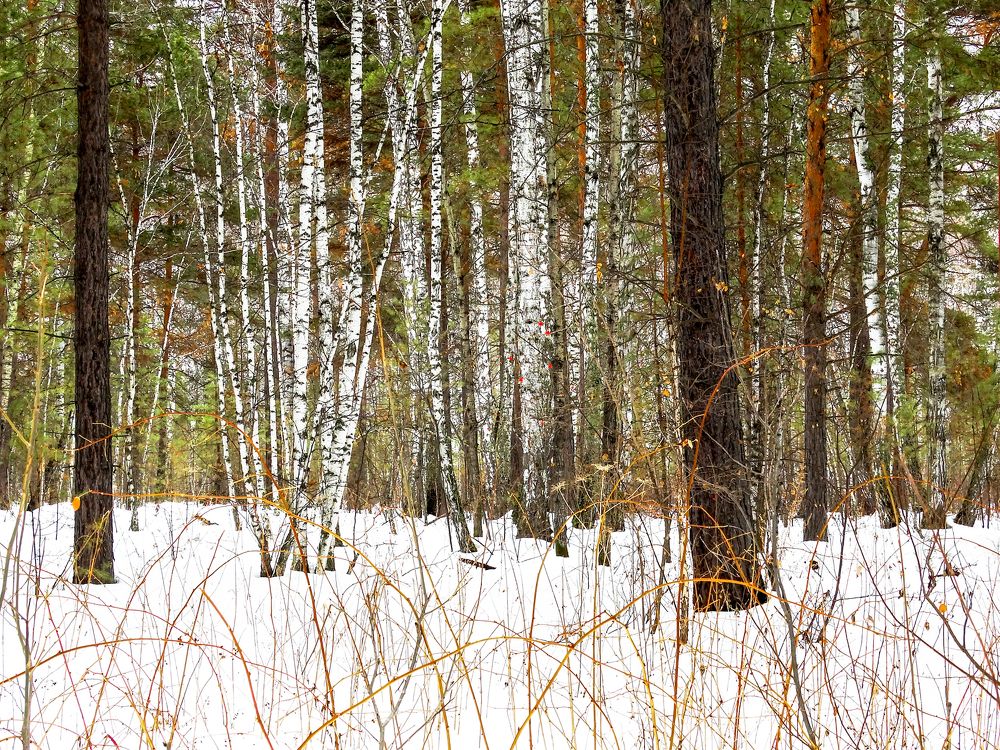 снег в лесу