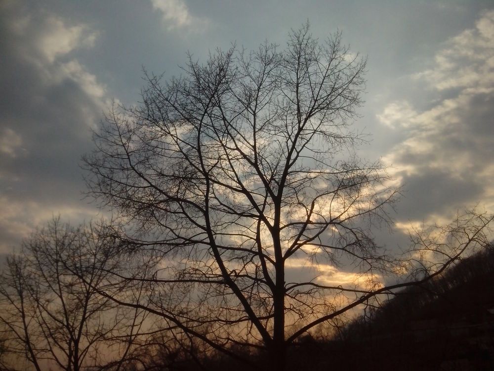 Облачное дерево