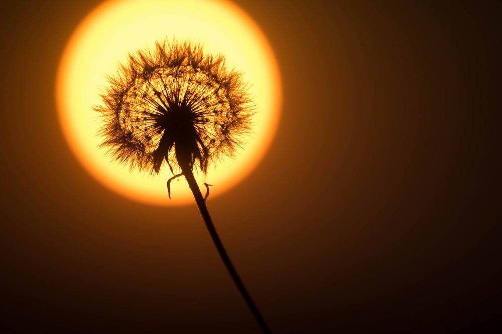 Одуванчик на закате