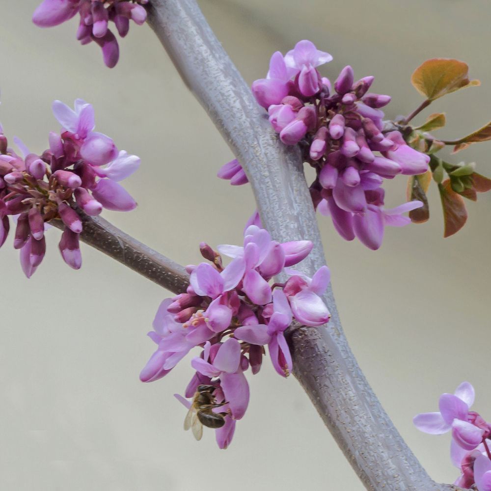 Иудово дерево